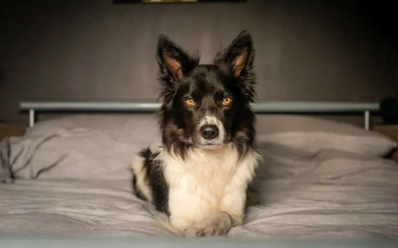 Cuanto Tiempo Vivira Mi Border Collie