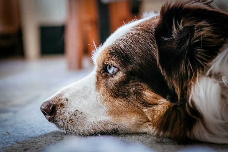 Cómo prevenir y tratar problemas de piel en los Border Collie