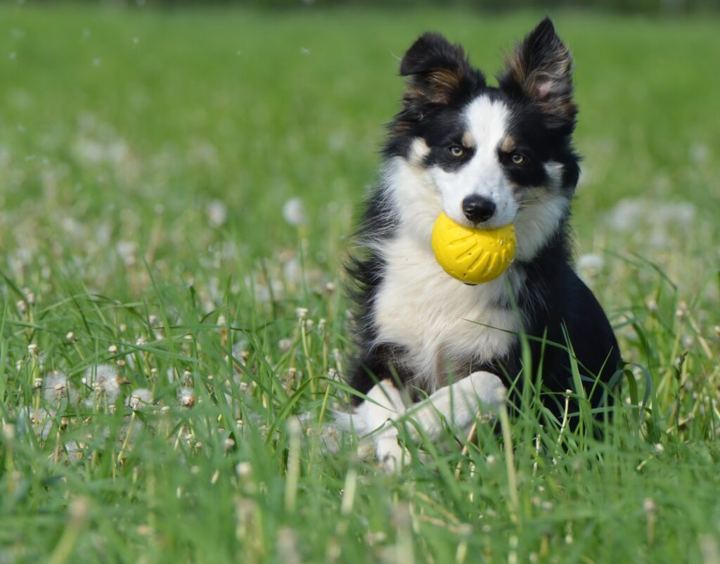 Adiestrando a tu Border Collie