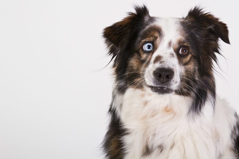 ¿Como prevenir las enfermedades genéticas del Border Collie?