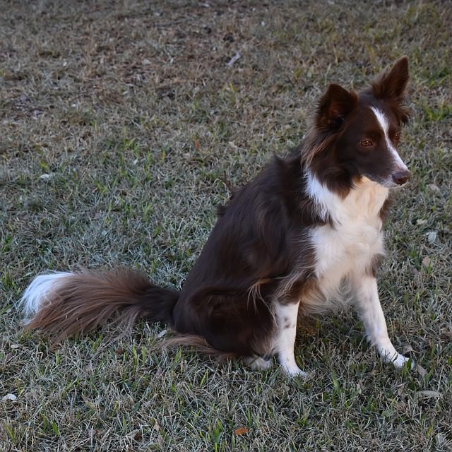 Adiestrando a tu Border Collie