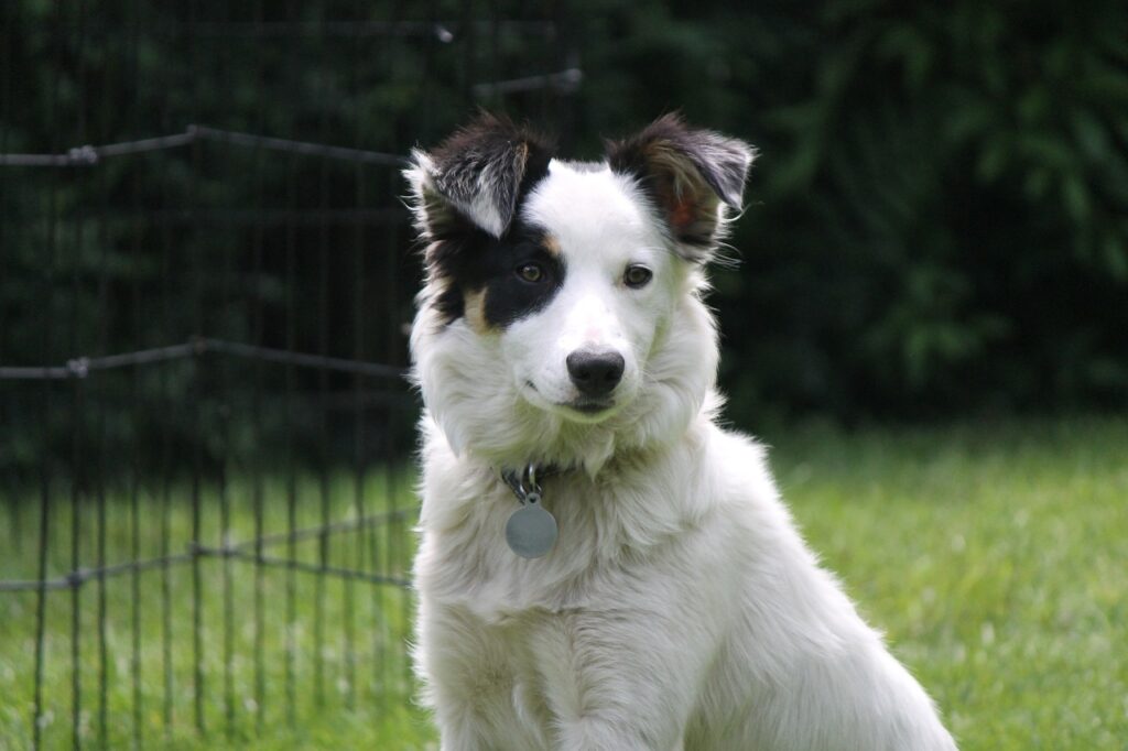 Adiestrando Border Collie