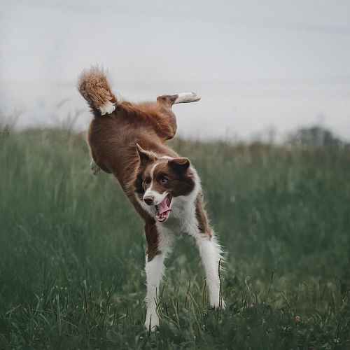 Solucionando problemas de comportamiento en Border Collies