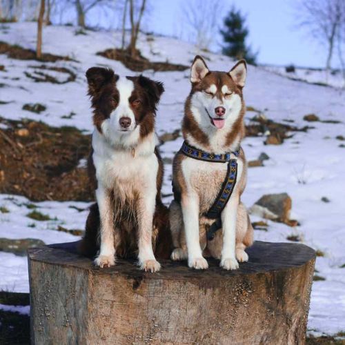 Socialización del border collie: Para tener un perro equilibrado y feliz
