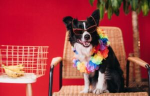 Adiestramiento border collie