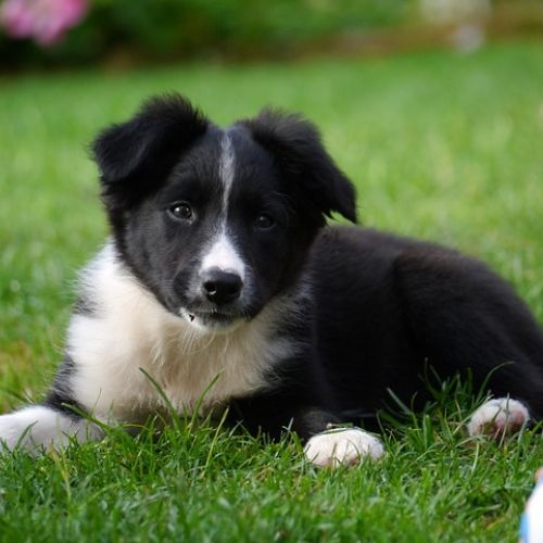 ¡Aprende a entrenar a tu cachorro Border Collie desde cero!