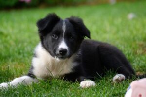 Adiestramiento cachorro border collie