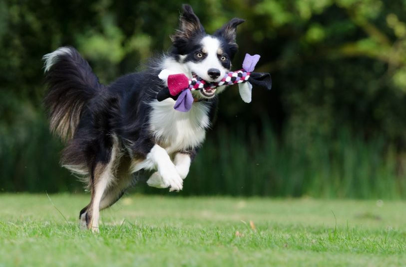 Adiestramiento positivo border collie