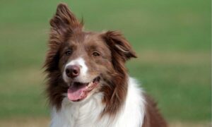 Cepillos para border collie