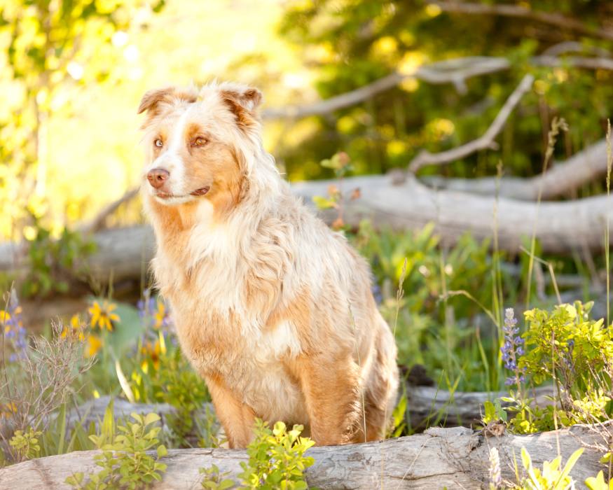 Border Collie Rubio
