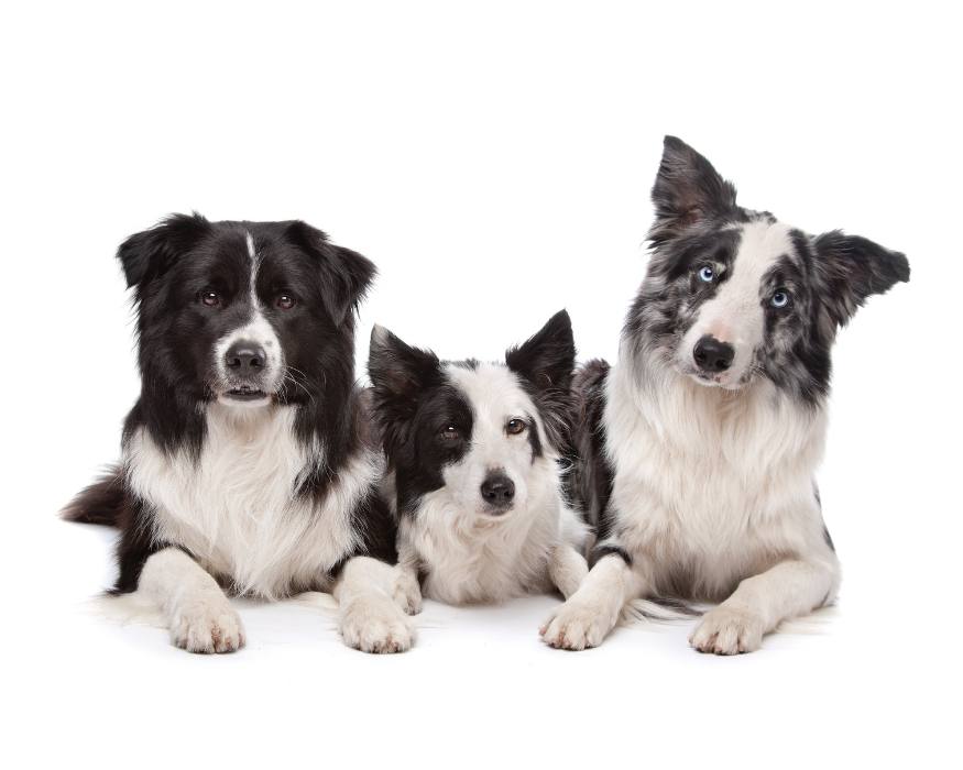 Border collie colores