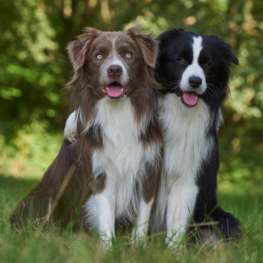 Border collie colores