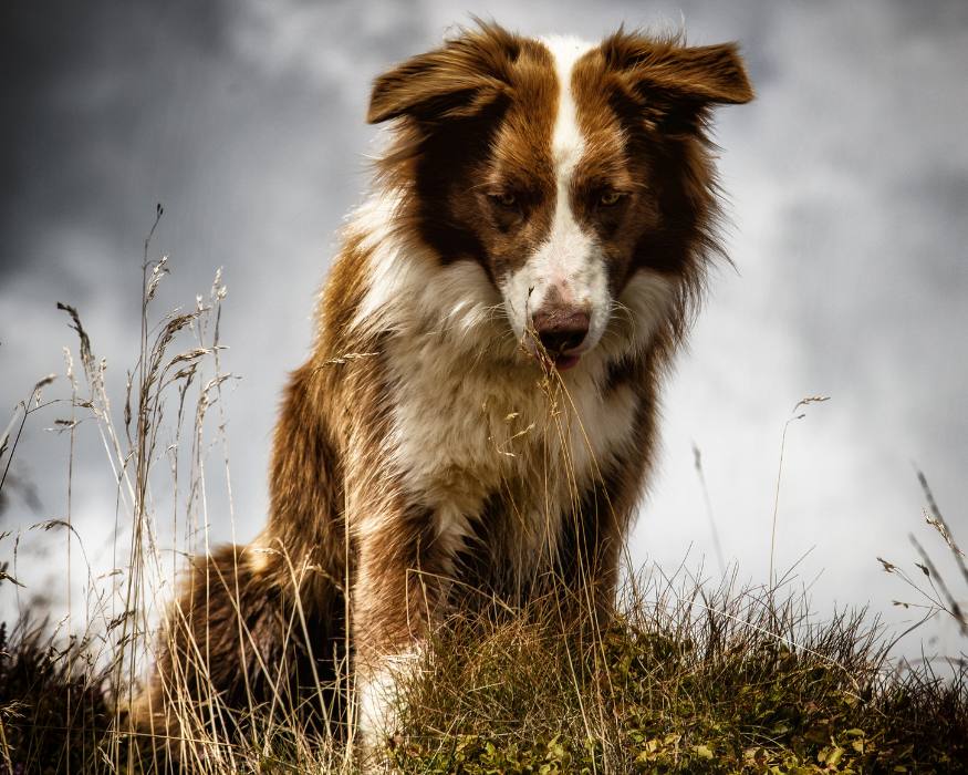 Border collie rojo y blanco