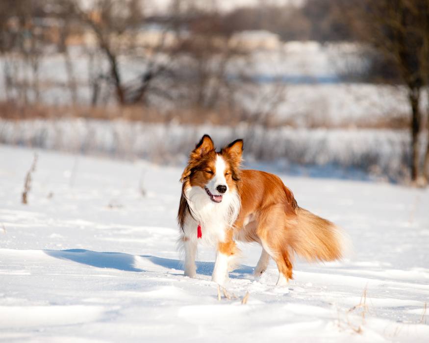 Border collie Sable