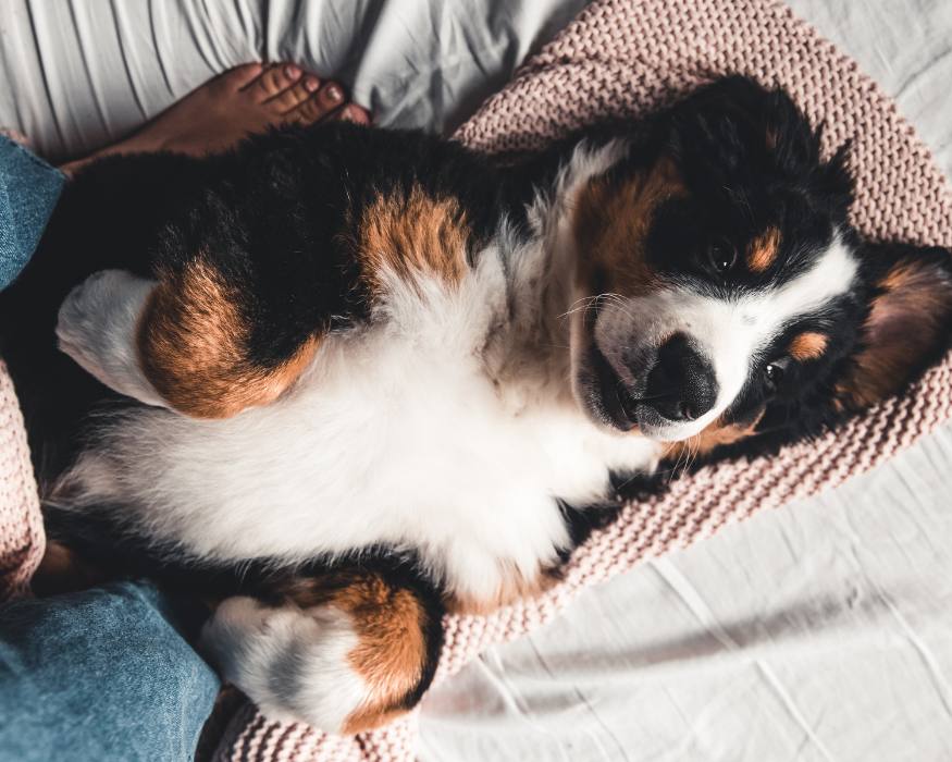 Collie tricolor