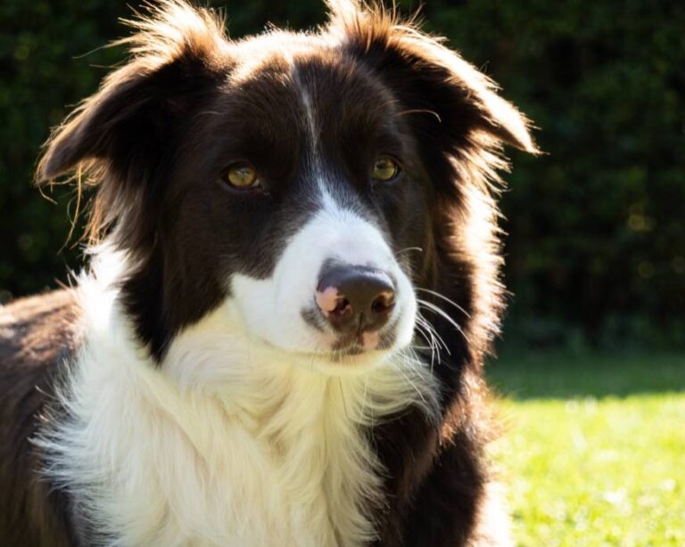 Todos Los Colores Del Border Collie (Con Fotos)