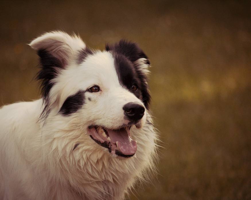 Collie Blanco