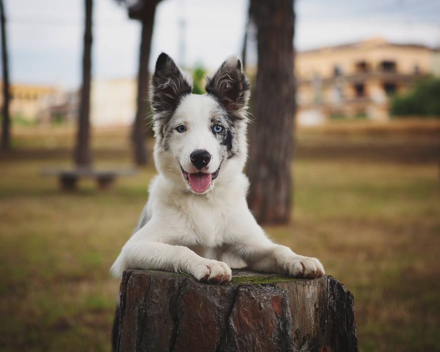 Collie Grizzle