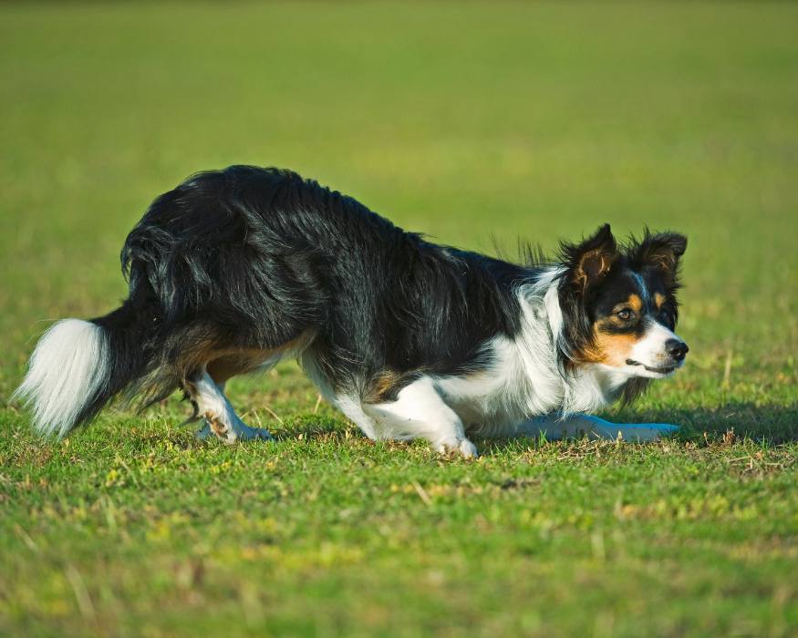 Border Collie Seal