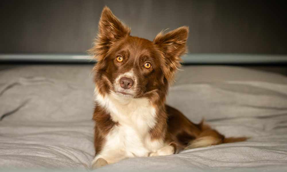Camas para border collie