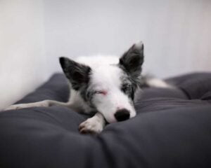 Camas para border collie