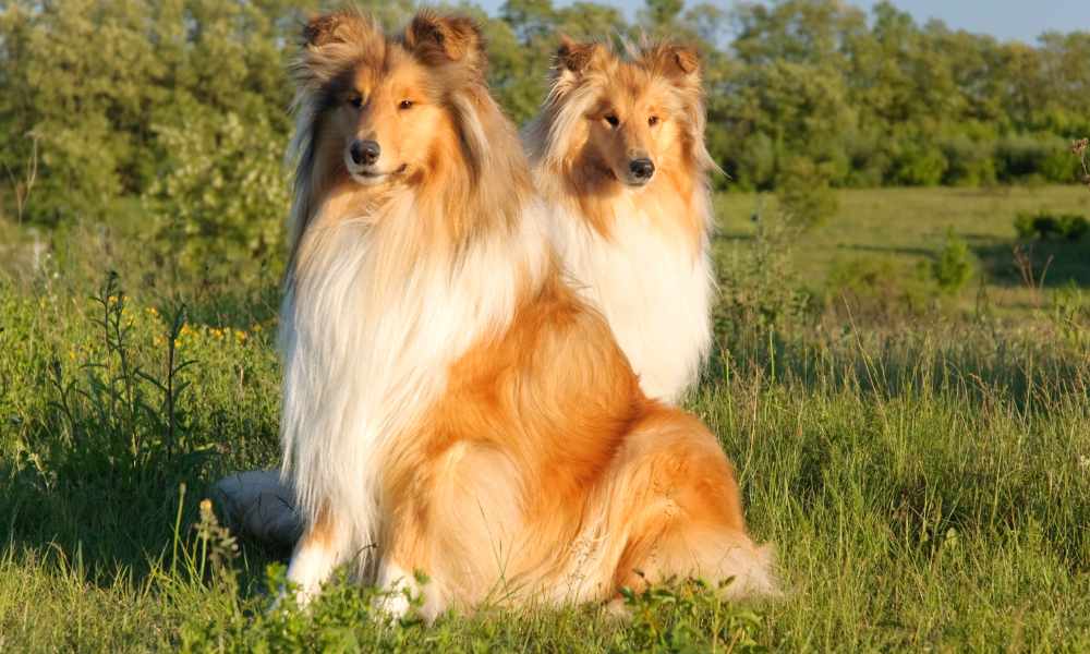 Variante del Border Collie