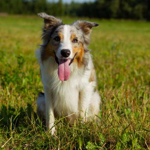 Cómo Enseñar a un Border Collie a Hacer Sus Necesidades
