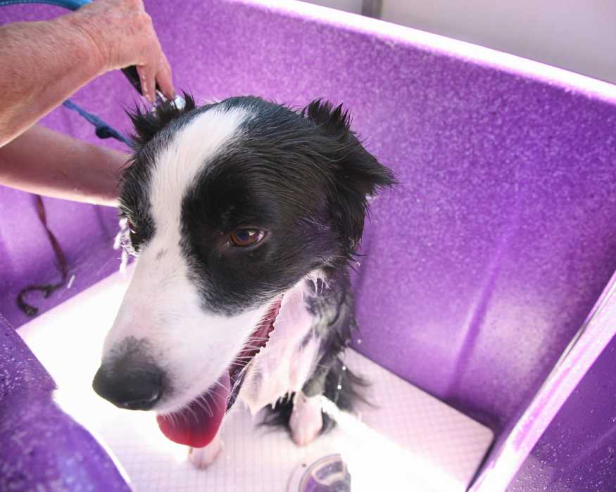 Cuidado del pelaje y aseo del Border Collie