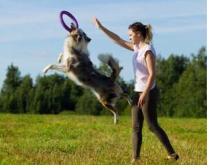 Mejores juguetes para Border Collie