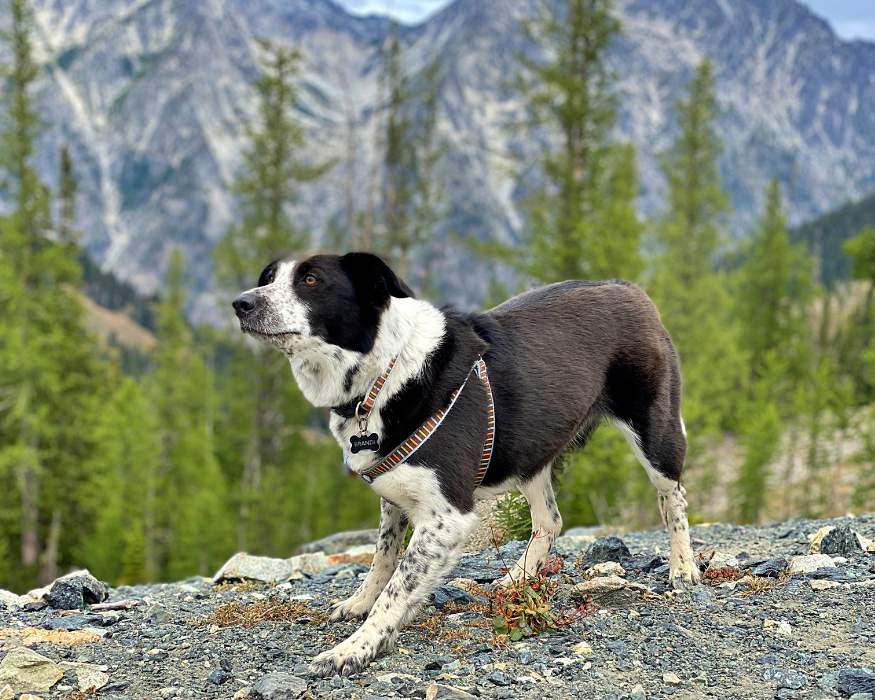 pelaje en Border Collie