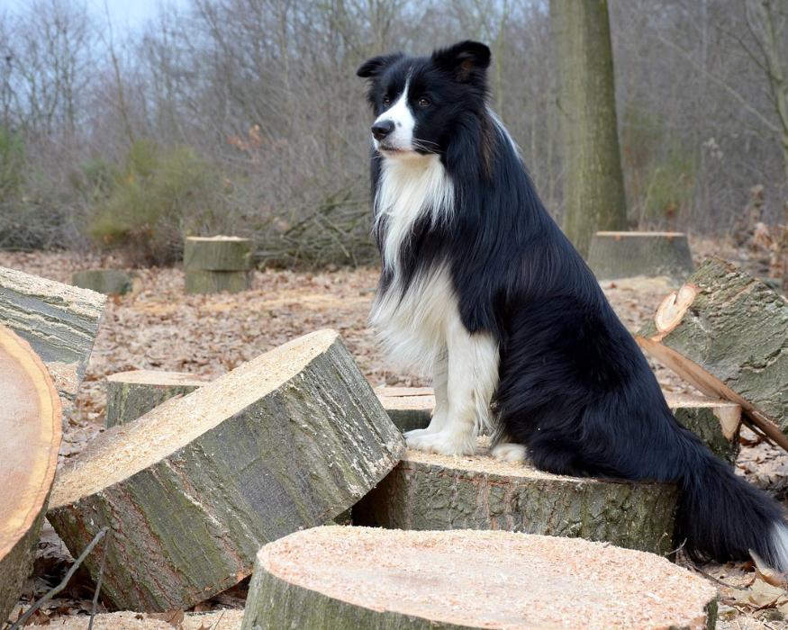 Tipos de pelo border collie