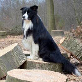 tipos de pelo border collie