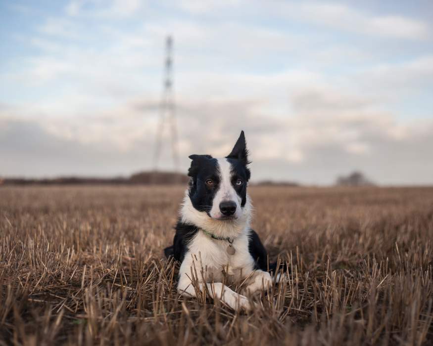 Tipos de pelo en Border Collie