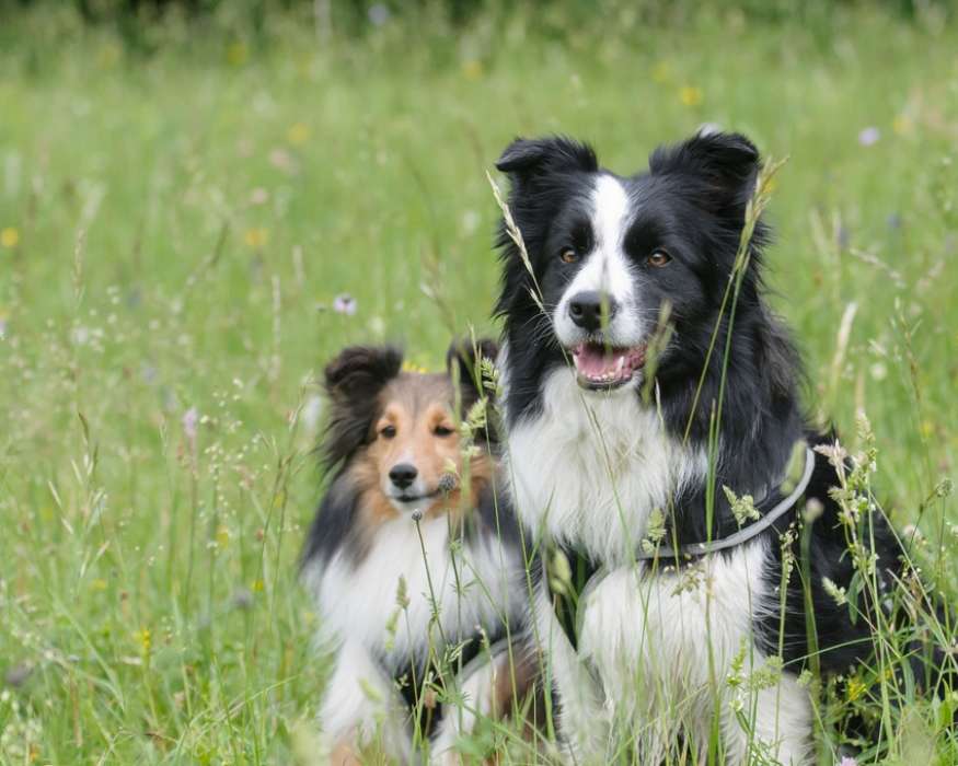 Tipos de Border Collie