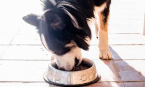 Piensos para Border Collie