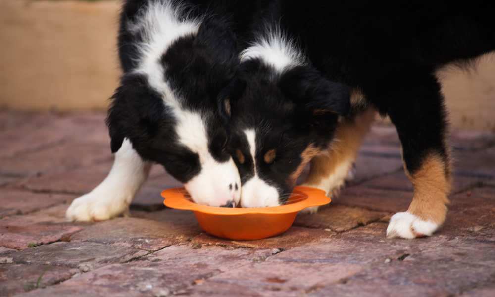 Border collies comiendo