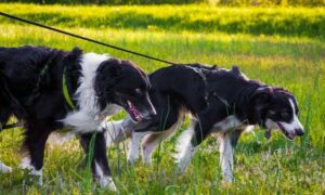 Correas para border collie