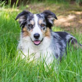 Border Collie Blue Merle