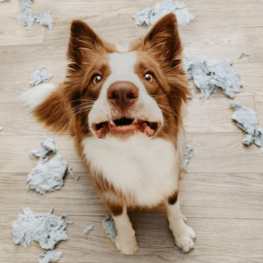 Border Collie Marrón