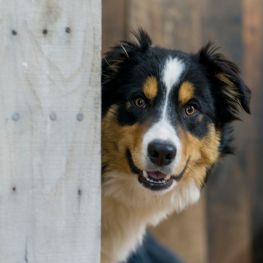 Border Collie Tricolor