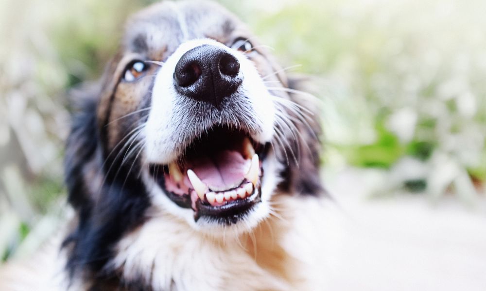 Limpiar los Dientes a un Perro Border Collie