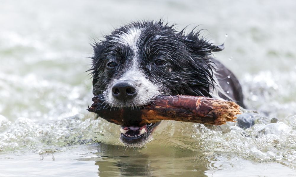Salud dental de tu Border Collie