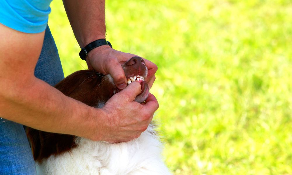 Consejos para Mantener la Salud Dental de Tu Perro