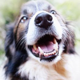 Cepillado dental del Border Collie