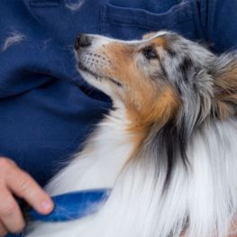 Cepillado Border Collie
