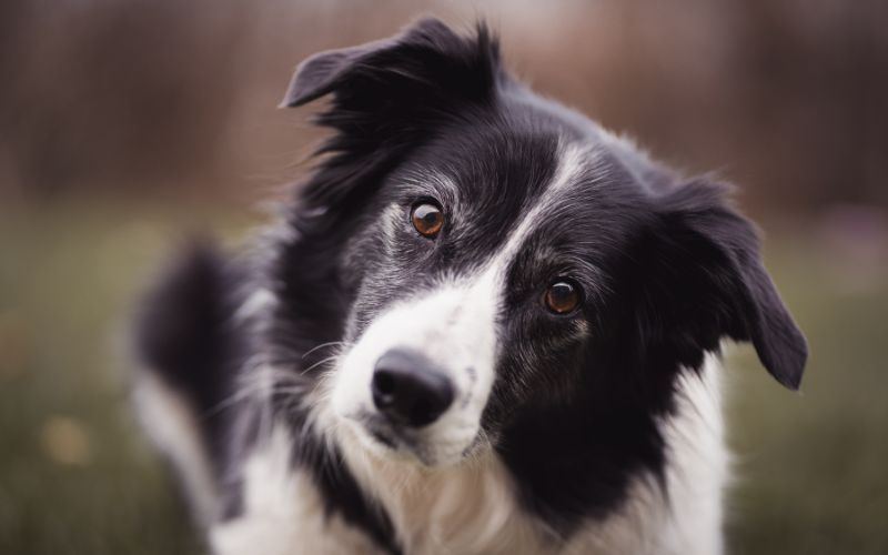 Border Collie puro