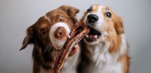 Tabla alimentación Border Collie
