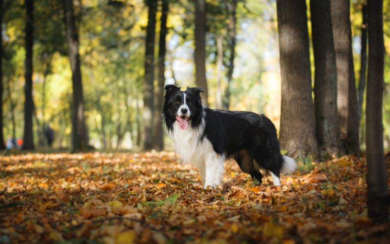 Características físicas de un Border Collie puro