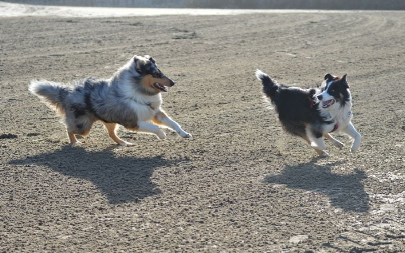 Comportamiento de un Border Collie puro