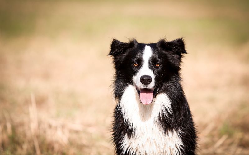 Consideraciones al comprar un Border Collie